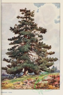 conifer-00197 - Corsican Pine [1694x2551]