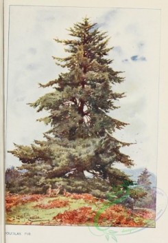 conifer-00198 - Douglas Fir [1758x2527]