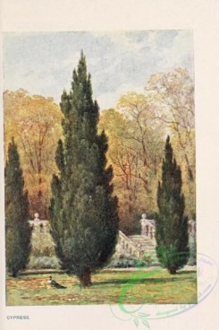 conifer-00201 - Cypress [1745x2618]