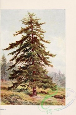 conifer-00202 - Larch [1745x2618]