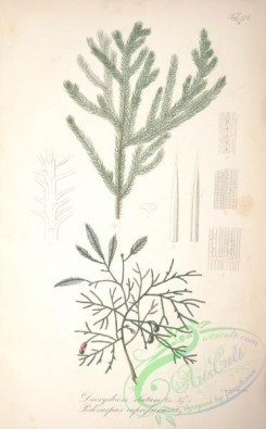 conifer-00213 - dacrydium elatum, podocarpus cupressina [4672x7526]