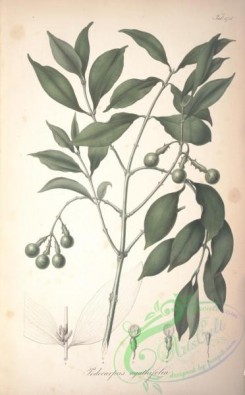 conifer-00214 - podocarpus agathifolia [4672x7526]