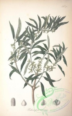 conifer-00215 - podocarpus amara [4744x7582]