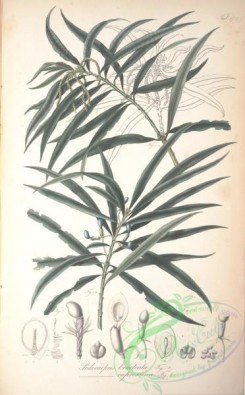 conifer-00216 - podocarpus bracteata, podocarpus cupressina [4672x7526]