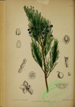 conifer-00218 - juniperus sabina [3291x4671]