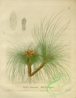 conifer-00221 - pinus canariensis, 2 [3854x4938]