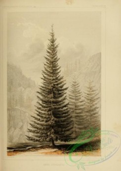 conifer-00226 - abies douglassii [2255x3173]