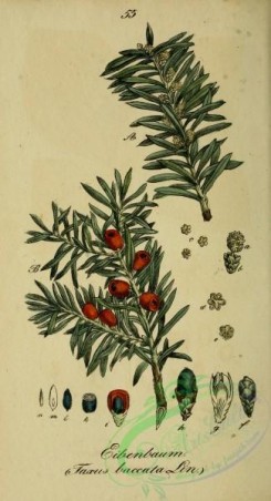 conifer-00233 - taxus baccata [2100x3875]