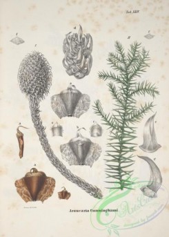 conifer-00235 - araucaria cunninghami, 2 [3752x5252]