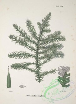 conifer-00236 - araucaria cunninghami [3874x5318]