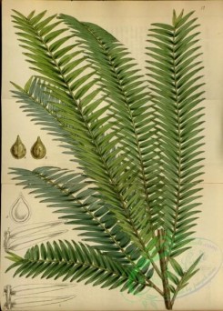 conifer-00243 - podocarpus vitiensis [2872x4007]