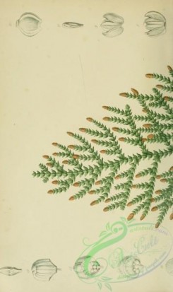 conifer-00252 - thujopsis dolabrata, 1 [2231x3750]