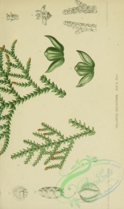 conifer-00253 - thujopsis dolabrata, 2 [2231x3750]