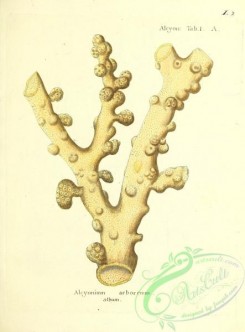 corals-00002 - 002-alcyonium arboreum
