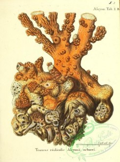 corals-00003 - 003-truncus radicalis alcyonii arborei