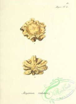 corals-00012 - 012-alcyonium radiatum