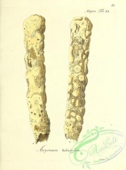 corals-00013 - 013-alcyonium tubulosum