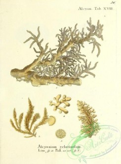 corals-00020 - 020-alcyonium zelatinosum