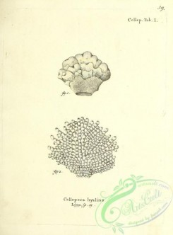 corals-00038 - 038-cellepora hyalina