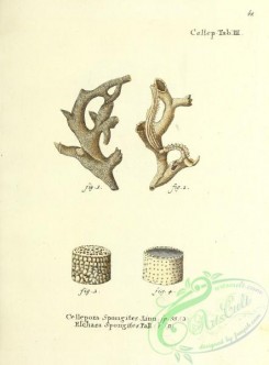corals-00040 - 040-cellepora spongites, eschara spongites