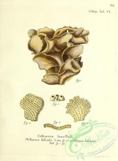 corals-00043 - 043-cellepora lamellosa, millepora fascialis, eschara fascialis