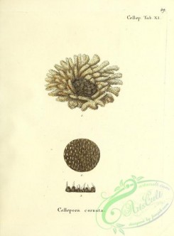 corals-00048 - 048-cellepora cornuta