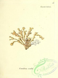 corals-00050 - 050-corallina crassa