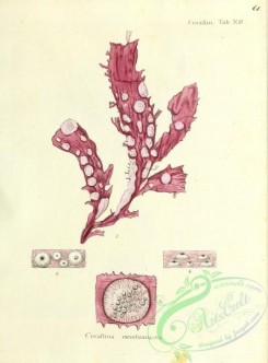 corals-00060 - 060-corallina membranacea