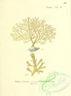 corals-00063 - 063-flustra truncata, eschara securifrons