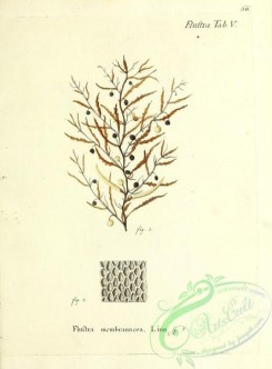 corals-00065 - 065-flustra membranacea
