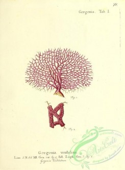 corals-00070 - 070-gorgonia ventalina, gorgonia ventilabrum