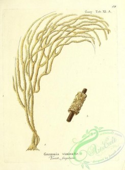 corals-00083 - 083-gorgonia viminalis singularis