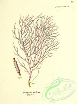 corals-00084 - 084-gorgonia violacea