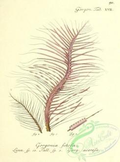 corals-00089 - 089-gorgonia setosa, gorgonia acerosa