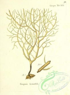 corals-00093 - 093-gorgonia sarmentosa