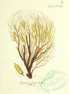 corals-00094 - 094-gorgonia sanguinolenta