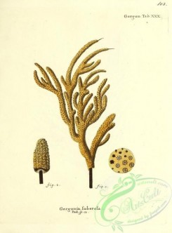 corals-00102 - 102-gorgonia tuberosa