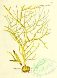 corals-00119 - 119-gorgonia sarmentosa