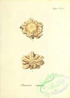 corals-00149 - 012-alcyonium radiatum