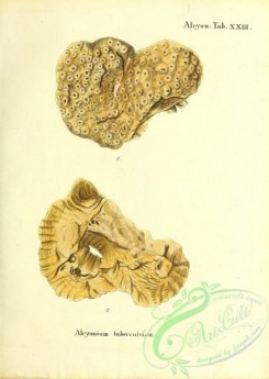 corals-00164 - 027-alcyonium tuberculosum