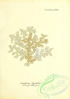 corals-00167 - 030-corallina opuntia