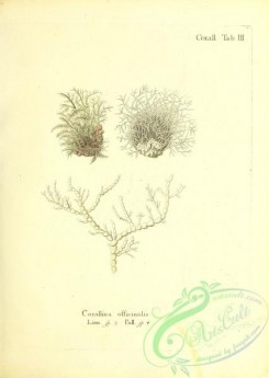 corals-00169 - 032-corallina officinalis