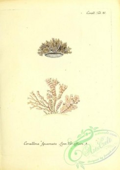 corals-00170 - 033-corallina squamata officinalis