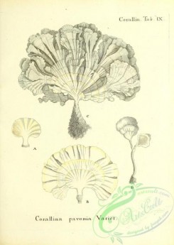 corals-00175 - 038-corallina pavonia