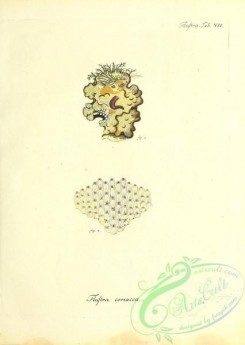 corals-00184 - 047-flustra coriacea