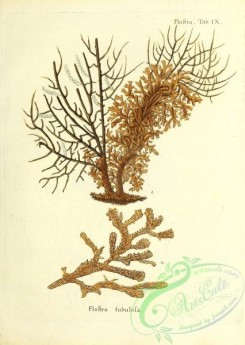 corals-00186 - 049-flustra tubulosa