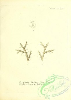 corals-00201 - 064-sertularia seruposa, cellularia seruposa