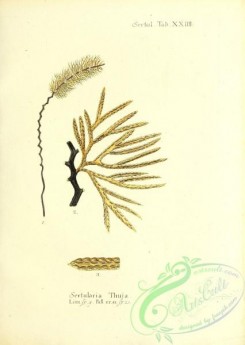 corals-00208 - 071-sertularia thuja
