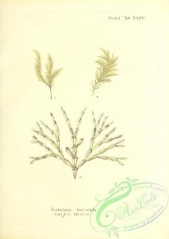 corals-00210 - 073-sertularia loriculata
