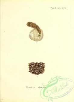 corals-00238 - 101-tubularia clathrata